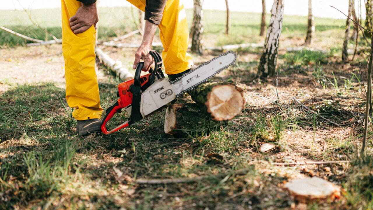 Best Dead Tree Removal  in West Lealman, FL